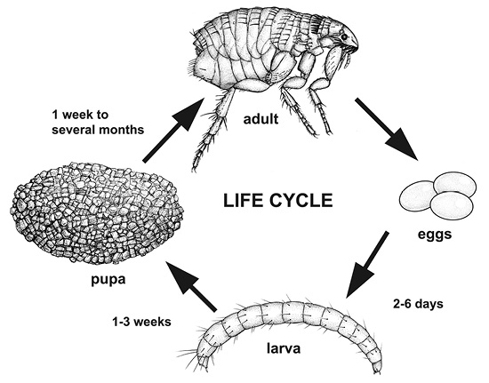 Life cycle of a flea, described in text under the heading Flea Biology.