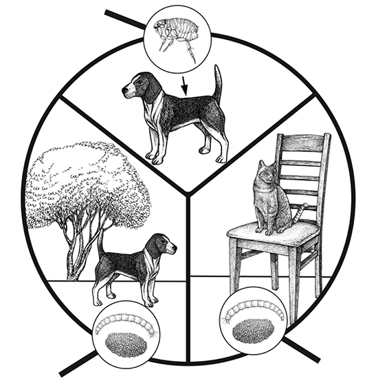 Drawing of a dog in a yard, a cat on a chair inside, and flea adult, eggs, and larva.