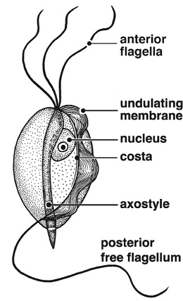 The organism consists of anterior flagella, undulating membrane, nucleus, costa, axostyle, and posterior free flagellum.