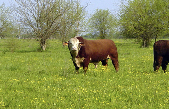A large bull stands in a pasture.
