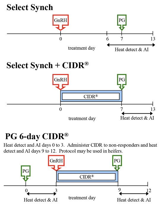 Beef cow heat detection protocols. Select Synch: GnRH at day zero; treatment day between days zero and 6; heat detect and AI days 6 to 13; PG at day 7. Select Synch plus CIDR: GnRH at day zero; treatment day between days zero and 7; CIDR days zero to 7; PG day 7; heat detect and AI days 7 to 13. PG 6-day CIDR: PG day zero; heat detect and AI days zero to 3; GnRH day 3; administer CIDR to non-responders days 3 to 9; PG day 9; heat detect and AI days 9 to 12; protocol may be used in heifers.