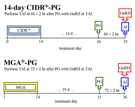 Beef heifer long-term fixed-time AI protocols. 14-day CIDR-PG: CIDR days 0-14; treatment between days 14 and 30; PG day 30; perform TAI at 66 plus/minus 2 hours after PG with GnRH at TAI. MGA-PG: MGA days 0-14; treatment between days 14 and 33; PG day 33; perform TAI at 72 plus/minus 2 hours after PG with GnRH at TAI. 
