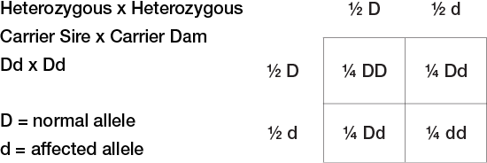 A Punnet square showing the 4 possible offspring of a carrier sire (capital D, lowercase d) and a carrier dam (capital D, lowercase d). The 4 possibilities are: 25% chance DD (no abnormality), 50% chance Dd (carrier), and 25% chance dd (abnormality).