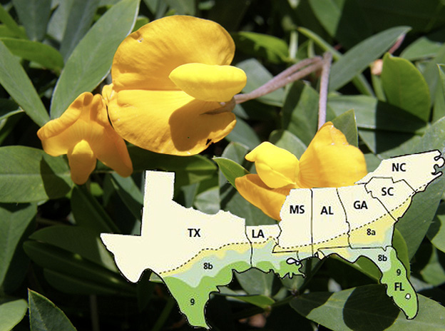 Perennial peanut flower and foliage with a map of the southern United States showing commercial production areas include zones 8a, 8b, and 9.