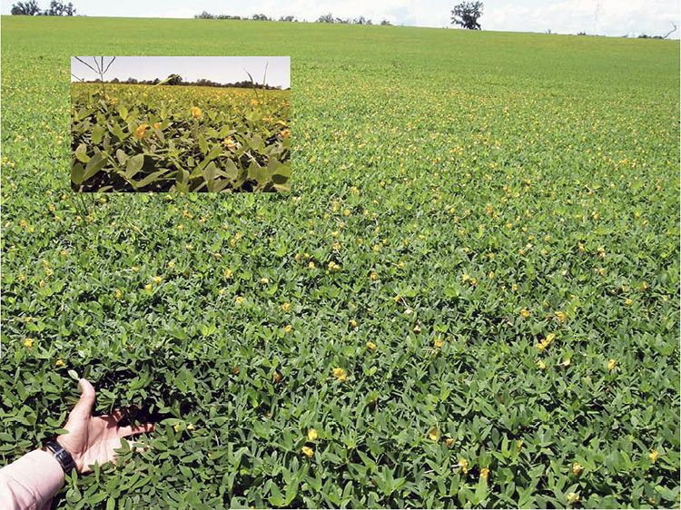 Field of green vegetation with yellow flowers.