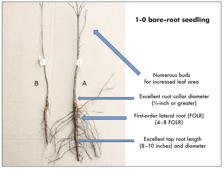 Image of two 1-0 bare-root seedlings. Seedling A on the right shows numerous buds for increased leaf area, excellent root collar diameter, first-order lateral root, and excellent tap root length and diameter. Seedling B on the left is considered poor quality. 