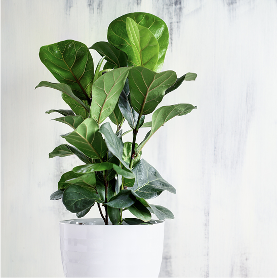 Potted fiddle leaf fig, a popular houseplant prone to insect infestations.