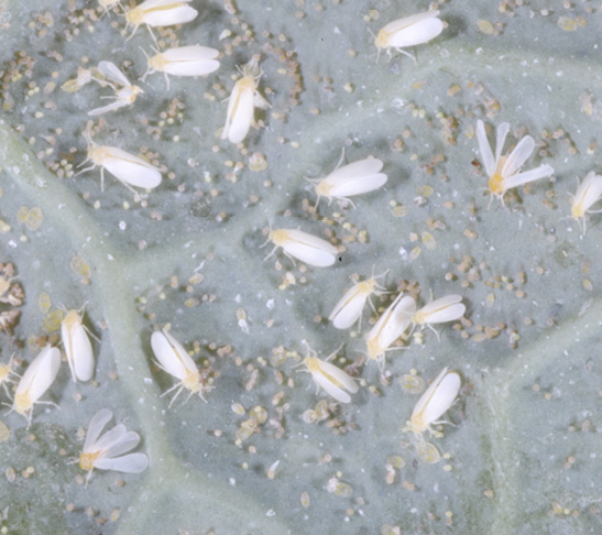 tiny white bugs on indoor plants