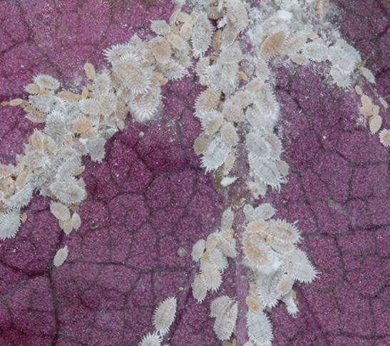 Small white, round mealybugs infestation on red foliage.