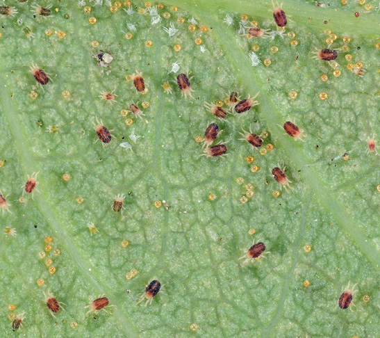 Spidermites are pictured on a green leaf. The small brown and yellow bugs are a common houseplant insect.