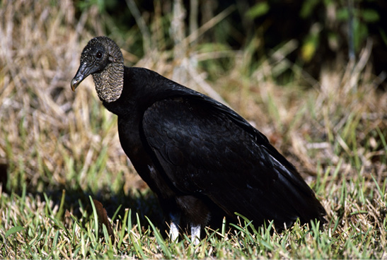 A large, black bird sitting on grassy ground.