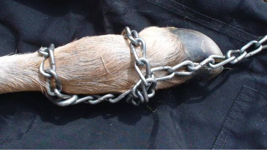 Chain properly wrapped around calf's hoof as described in text above.