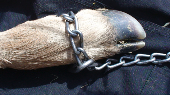 A chain wrapped once around a calf’s leg close to the foot.