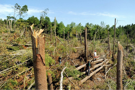 Multiple tree trunks with their top sections completely broken off. People are working in the background.