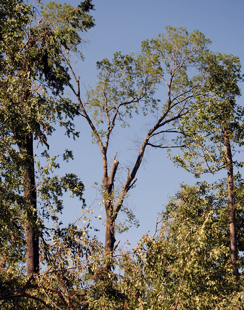 A tree with one center branch broken off.