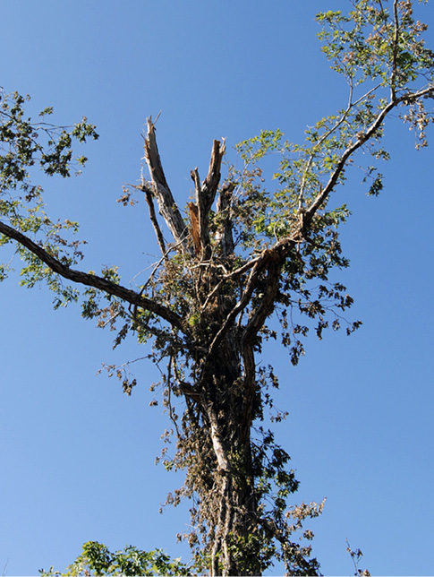 The top of a tree with two small branches on the outside and many broken branches in the center.