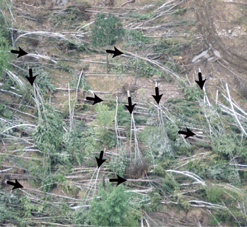 An aerial view of fallen trees with arrows indicating the direction each fell. The trees fell in many different directions and are overlapping one another.