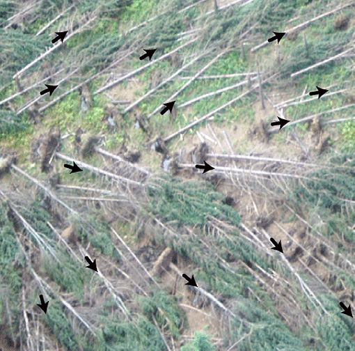 Aerial view of fallen trees with arrows indicating the trees all fell in roughly the same direction.