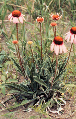 Several short flowers with light pink petals curved downward and bright orange and brown centers grow in green grass.