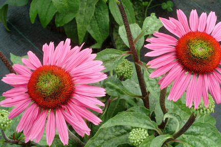 Flower with bright pink petals and a dark center with a green spot in the middle.