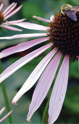 Close up of a flower with purple petals curved downward and a dark center.