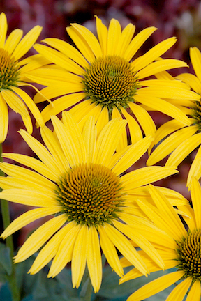 Flowers with bright yellow petals and light brown centers.