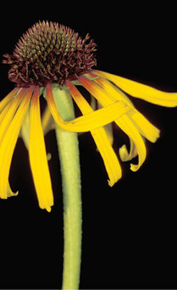 Flower with yellow petals curved downward with a large, dark brown center and bright green stem.