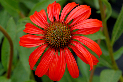 Flower with bright red petals and a brown center.