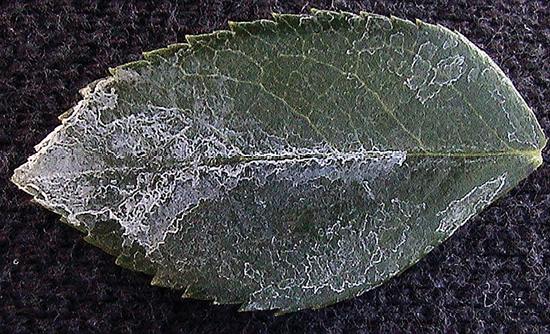 White residue on a leaf is mostly accumulated near the leaf tip.