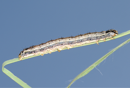 A fall armyworm with stiff hairs around its body, varying horizontal stripes of color along its body, and a black V or Y shape on its head. 