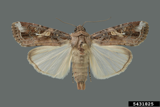 A male fall armyworm moth. The forewings of the moth have white markings near the tips, and the hindwings are almost fully cream-colored.