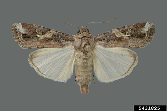 A male fall armyworm moth. The forewings of the moth have white markings near the tips, and the hindwings are almost fully cream-colored.