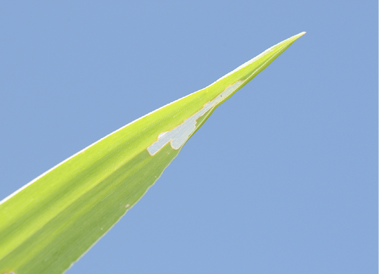 The tip of a bright green grass blade shows signs of "windowpanes". The windowpanes in the leaves are made by armyworms are white and semi-transluscent. 