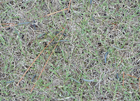 Fall armyworms can clearly be seen in this patch of grass. 