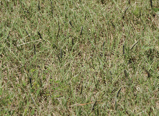 Many fall armyworms are present in this small section of grass. The armyworms appear dark green to black in contrast with the tan and green of the grass.