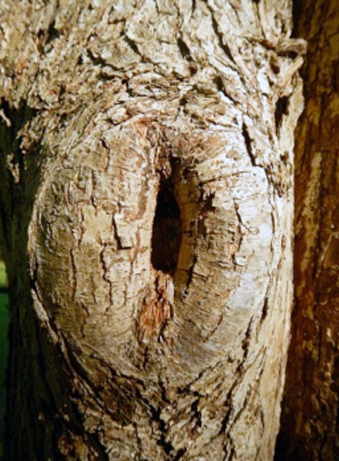 A nearly closed pruning wound on a pear tree. A vigorous, healthy tree can close wounds in a short amount of time.