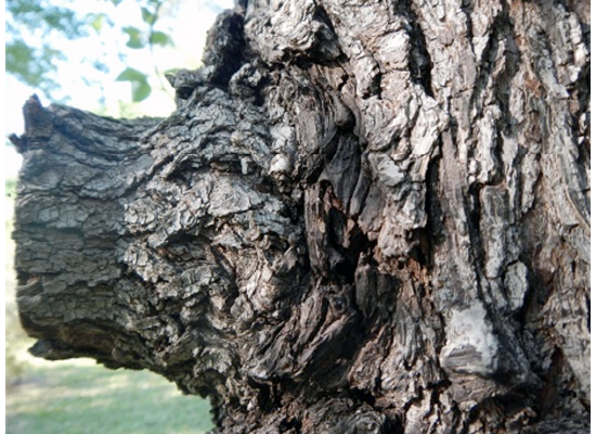 Decay and discoloration of branch stub protruding from trunk.