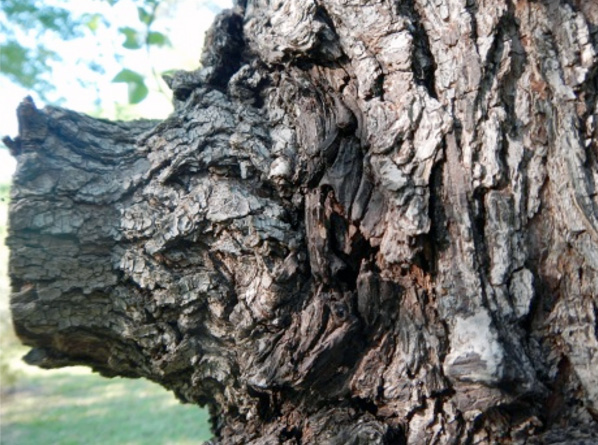 Improper pruning has left a branch stub. A stub like this usually decays, leads to disease infection, or becomes an entry point for insects.
