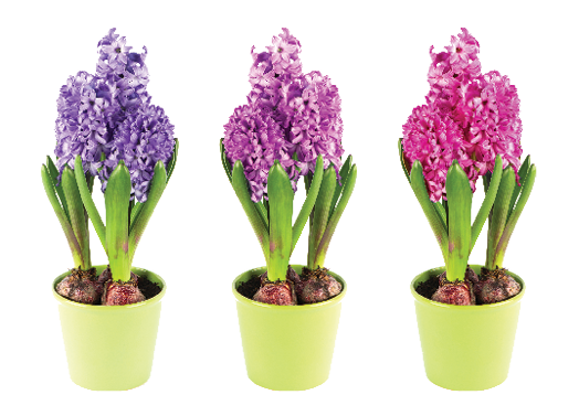 Hyacinths add color as well as fragrance to the home during the winter months. 