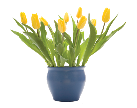 Many, many varieties of tulips can be forced into bloom. 