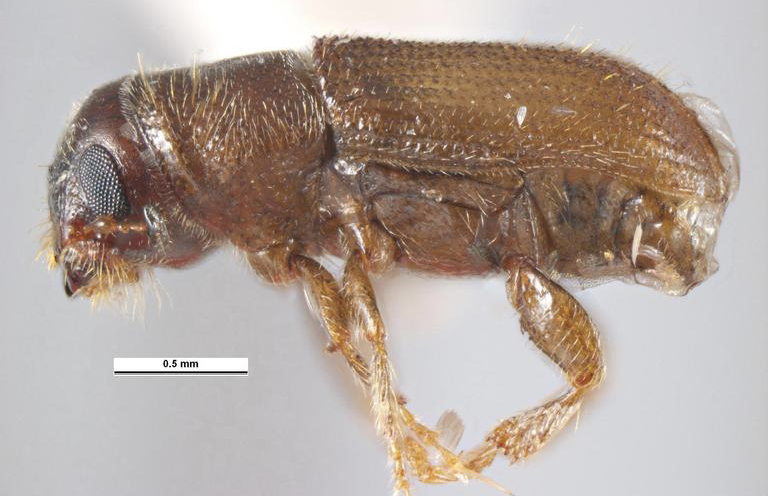 A full close up of a pine beetle featuring a detailed side view of its body. 