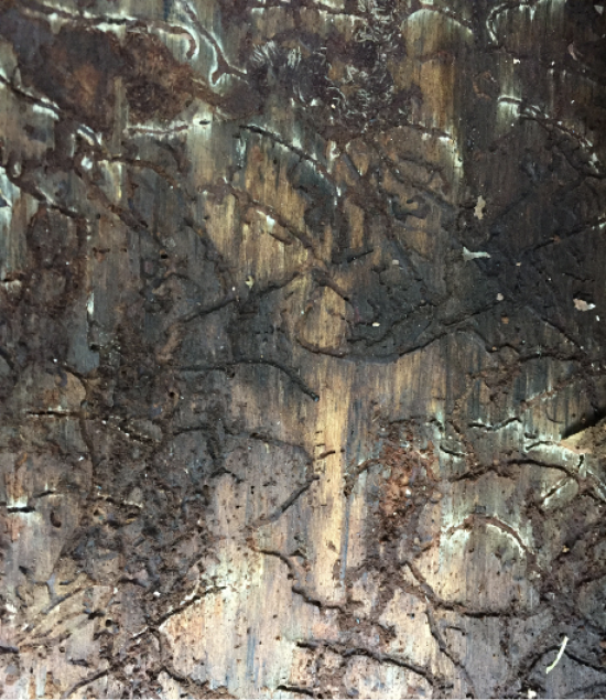 Southern Pine Beetles typically bore tunnels into the bark of a tree. A close up of bark with S-shaped patterns indicates the tree has been infested.