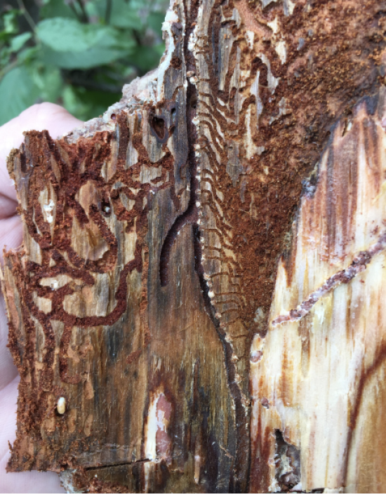 A person holds a piece of inner bark with multiple wide S-shaped tunnels made by Southern Pine Beetle Larvae.