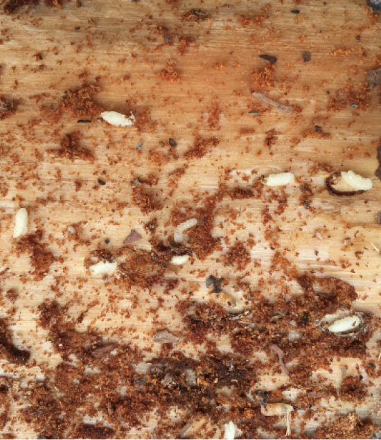 Pine bark beetles taking advantage of drought  Mississippi State  University Extension Service