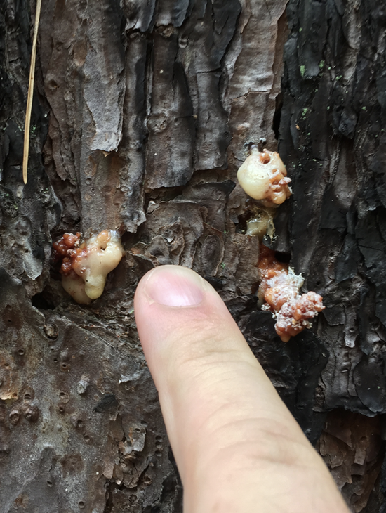 A person points to small, round pitch tubes on the outer lining of a lobolly tree's bark, indicating an active infestation of Southern Pine Beetles.