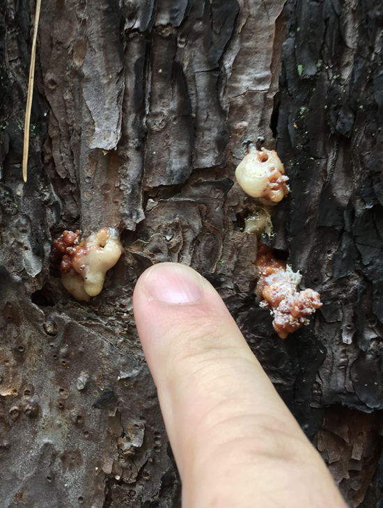 Pine bark beetles taking advantage of drought  Mississippi State  University Extension Service