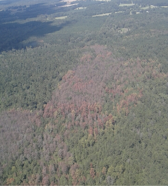 An aerial photo depicts a forest with a number of browning trees in the center of greener, healthier trees. A patch of browning trees like this indicates and active southern pine beetle infestation.