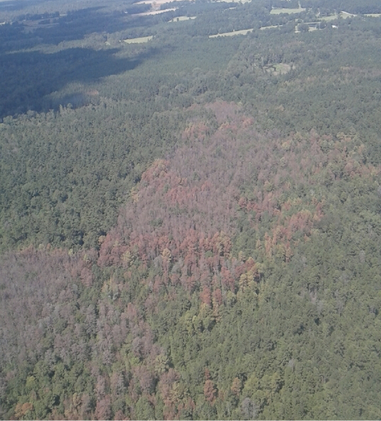 Pine bark beetles taking advantage of drought  Mississippi State  University Extension Service