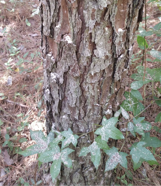 A vine of leaves encircles the bottom of tree trunk. The leaves all have spotty, white dust in the center of the leaves, indicating that the tree is currently under attack by Southern Pine Beetles.