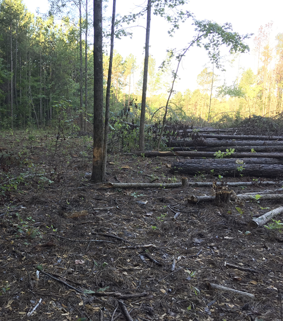 An open area of forest where several infected trees were cut down and left to manage the beetle infestation.